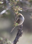 Chipping Sparrow 2122